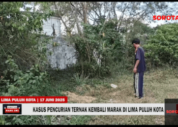 Kasus Pencurian Ternak Kembali Marak di Lima Puluh Kota
