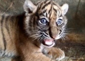 Anak Harimau Sumatera di TMSBK Bukittinggi Mati, Diduga Gagal Disusui Induknya