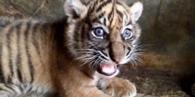 Anak Harimau Sumatera di TMSBK Bukittinggi Mati, Diduga Gagal Disusui Induknya
