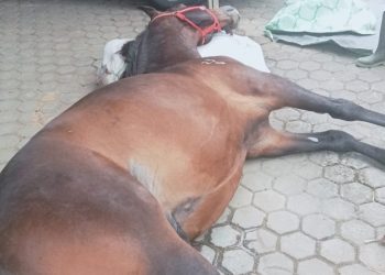 Fort De Kock, Kuda Legendaris Milik Pemkot Bukittinggi Mati di Usia 19 Tahun