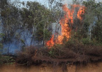 120 Hekatare Hutan dan Lahan Terbakar dalam Empat Hari di Lima Puluh Kota
