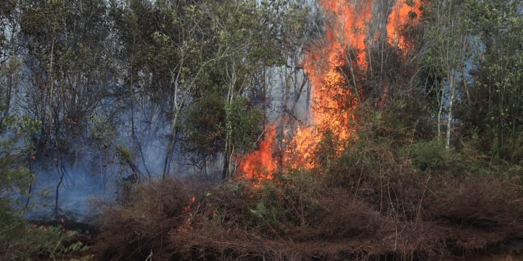 120 Hekatare Hutan dan Lahan Terbakar dalam Empat Hari di Lima Puluh Kota