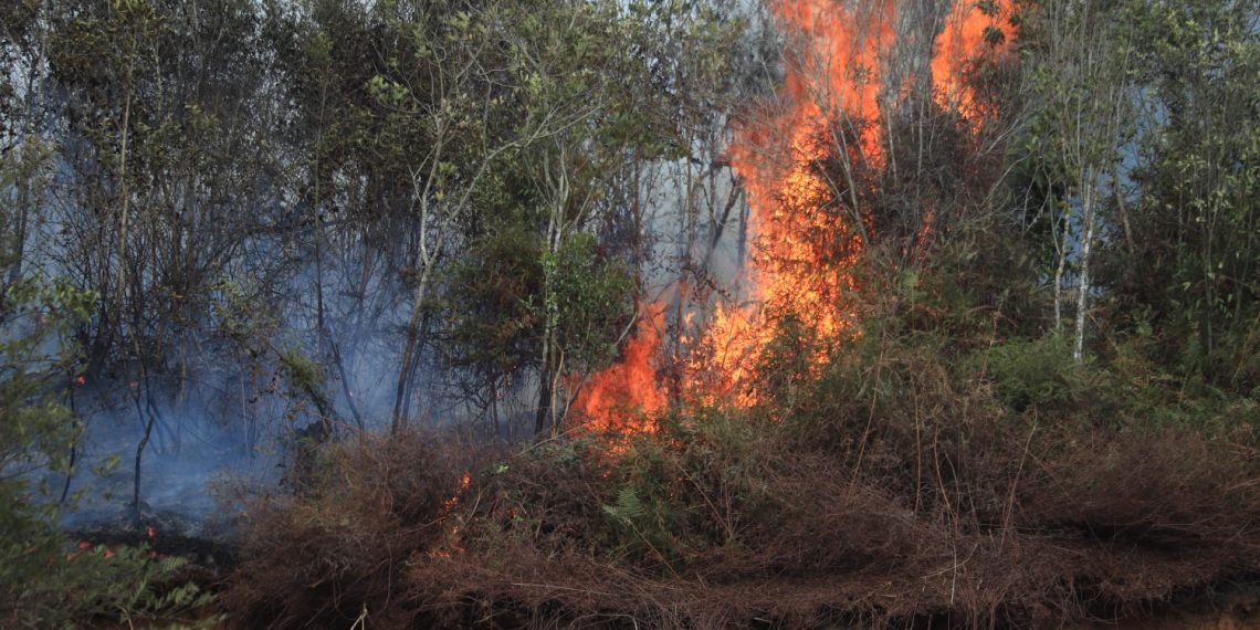 Kebakaran Meluas, Kabupaten Solok dan Lima Puluh Kota Tetapkan Status Tanggap Darurat Karhutla