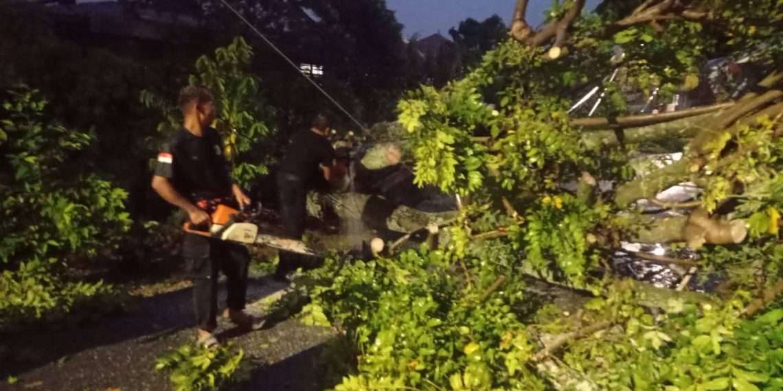 Pohon Tumbang Timpa Rumah Warga, BPBD Padang Imbau Warga Waspada Cuaca Ekstrem