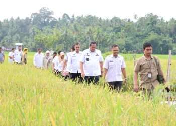 Pemko Pariaman Tindak Lanjuti Serangan Hama Wereng di Kecamatan Pariaman Utara
