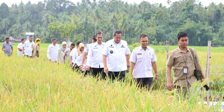 Pemko Pariaman Tindak Lanjuti Serangan Hama Wereng di Kecamatan Pariaman Utara
