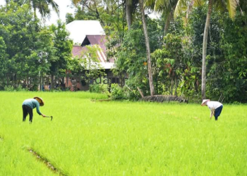 Jaringan Irigasi Air Tanah Bantu Petani di Padang dalam Pengairan
