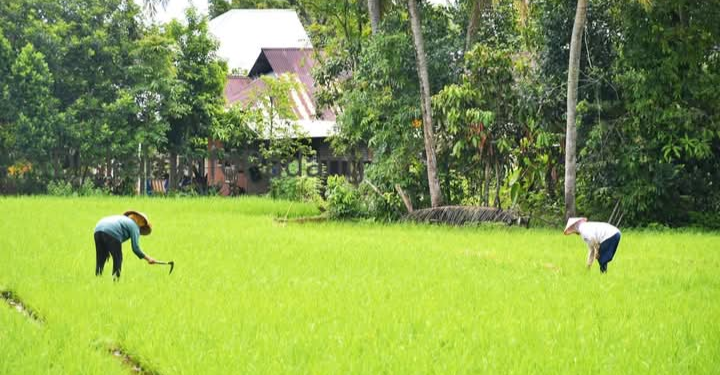 Jaringan Irigasi Air Tanah Bantu Petani di Padang dalam Pengairan