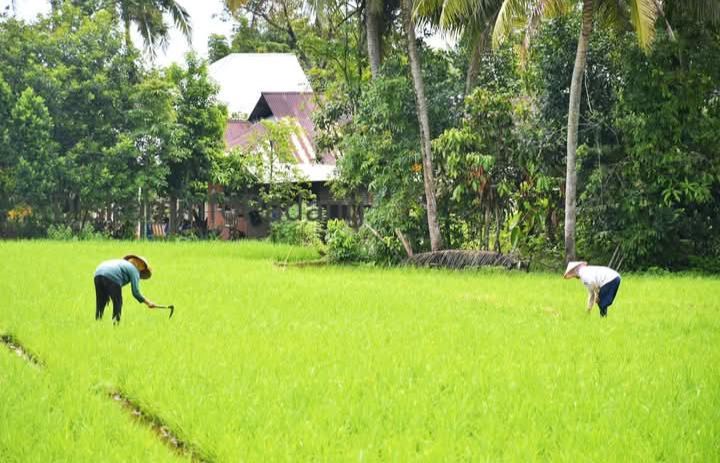 Jaringan Irigasi Air Tanah Bantu Petani di Padang dalam Pengairan