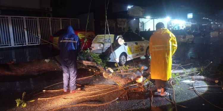 Tiga Hari Dilanda Cuaca Ekstrem, 18 Pohon Tumbang di Padang