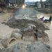 Jembatan Darurat di Bancah Maninjau Kembali Rusak, Akses Terputus Ke Sungai Batang