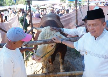 Pemko Payakumbuh Sembelih Sapi Kurban 1,2 Ton Bantuan Presiden Prabowo