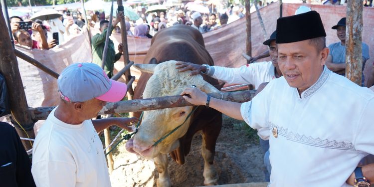Pemko Payakumbuh Sembelih Sapi Kurban 1,2 Ton Bantuan Presiden Prabowo