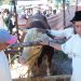 Pemko Payakumbuh Sembelih Sapi Kurban 1,2 Ton Bantuan Presiden Prabowo